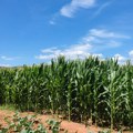 Za pšenicu je ova godina bila izuzetno povoljna, trenutni vremenski uslovi pogoduju i kukuruzu