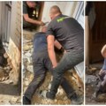 (Video) Užas u kući porodice Stamenković! Pronađene čak tri zmije, jedna dugačka skoro dva metra, morali da razbijaju…