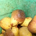 Rešite se voćnih mušica pomoću ovog predmeta: Stavite ga u činiju sa voćem i gledajte kako beže!