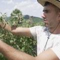 Tropska vrelina ne zaustavlja rad: Momci iz Svrljiga beru dragačevsku malinu na 35 stepeni