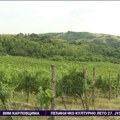 Banoštor - fruškogorska Toskana