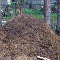 Izgradnja novog okruga u Berlinu odložena zbog zaštite mravinjaka