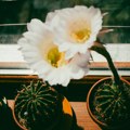 Ovog novembra postavite kaktuse na vaše prozorske daske – evo zašto