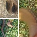 Prizor iz Ražnja zabrinuo Srbiju: Zmije se bude usred februara, a evo šta to zaista znači za nas!