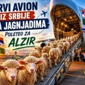 Srpska jagnjad poletela za Alžir