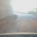 "E, šta sam doživeo, jurim međeda po putu!" Medved snimljen kako trči kroz tunel na Tari (foto/video)