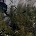 Uhapšen meštanin Žablja zbog uzgoja marihuane