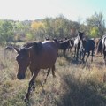 U udesu u Nišu stradao još jedan konj iz krda koje se slobodno kreće gradom