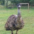 Upoznajte dvogodišnjeg emua iz novog sada None pametan ko ćurka, grokće ko prase, zna trikove kao pas