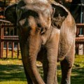 "Jutros je uginula naša slonica Tvigi" Bila je jedna od najpoznatijih stanarki Beo zoo-vrta, deca su je obožavala (foto)