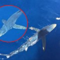 Hrvat hrani morskog psa iz ruke: Šokantna scena na Jadranu, morska neman mirno pliva, pušta i da ga maze (video)