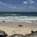 Barbados, kruška s ukusom soli, asfalta i plastike