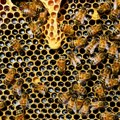 Pomor pčela kod Vukovara zbog korištenja zabranjenih pesticida