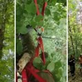 Paraglajderista pao na drvo, ostao zarobljen u krošnji! Drama kod Čačka, vatrogasci odmah krenuli u akciju!