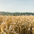 Republička direkcija za robne rezerve kupuje pšenicu roda 2025. po ceni od 23 dinara po kilogramu