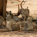 Čopor lavova pojeo čuvara pred turistima: Užas u safari parku FOTO/VIDEO