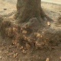 (VIDEO) Delovi korenja se seku i čupaju zbog postavljanja novog ivičnjaka u Kosovskoj ulici