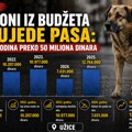 Milioni iz budžeta za ujede pasa: za pet godina preko 50 miliona dinara