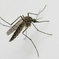 Batut ukazao na simptome groznice Zapadnog Nila - izdate preporuke kako da se zaštitite