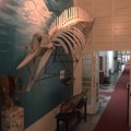 Na jednom mestu možete videti skelet kita i konja vojvode Bojovića: Zavirite u neobični Anatomski muzej u Beogradu