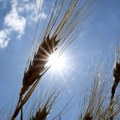 Pet zemalja EU će zajednički tražiti produženje zabrane uvoza žita iz Ukrajine