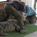 Vlasti Njujorka otkrile aligatora teškog 340 kg koji je ilegalno držan u kući