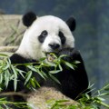 "Panda diplomatija": U madridskom zoološkom vrtu predstavljen par džinovskih pandi iz Kine Džing Si i Žu Ju
