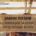 Raspisan Javni poziv za subvencije za krave za uzgoj teladi za tov, i trajaće do 30. avgusta 2024. godine Zrenjanin -…