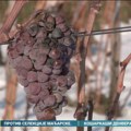 Fruškogorsko vinogorje postalo prepoznatljivo na međunarodnoj vinskoj mapi