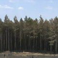 Požari na području Vranja stabilizovani, u toku gašenje aktivnih požara