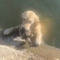 Kad je pas video ko je u vodi, odmah je skočio da je spase: Vlasnica nije mogla da veruje šta mu je bilo u ustima