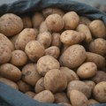 Najteži krompir 2,2kg: Izabrani rekorderi u BiH
