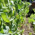 Manje hemije na tanjiru, veći troškovi: Šta koči primenu biopesticida u Srbiji?