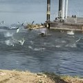 Neobična scena na Savi: Mirno pecao, kada su ribe počele nekontrolisano da iskaču!