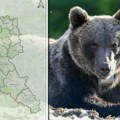 Ovo je prva mapa gradova u Srbiji gde možete videti mrkog medveda: Sve je više "bliskih susreta" sa ljudima