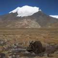 Ostaci izumrle ljudske vrste pronađeni su na Tibetu