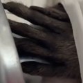 Horor u kupatilu Žena je čula čudno grebanje i ušla da vidi o čemu se radi - ugledala je malu ruku i sledila se u sekundi