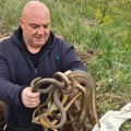 "Mota ih k'o kablove": Poznati zmijar Vladica ne staje, drži 4 guje u ruci, jedna ga i "ćapila"