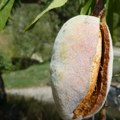 Super hrana i lek dobar protiv srčanog udara i dijabetesa Badem - rođak breskve i kajsije, koristan samo ako se uzima u…