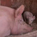 Ministarstvo: Do danas 1.715 slučajeva svinjske kuge u Srbiji