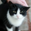 Manijak pali mačke kod Niša, dve uginule: Nudi se 1.000 evra za bilo kakve informacije o njemu