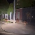 Podivljali psi rastrgli mačku na Senjaku! Stanari u panici: "Ne znamo šta da radimo!" (video)