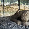 Život u ruševinama: Ljudi su se vratili u Pompeju posle erupcije