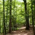 Šume nestaju globalno, Srbija iznad proseka – ali problemi ostaju