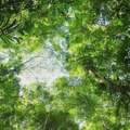 Planeta je 2022. godine izgubila 4 miliona hektara tropske šume