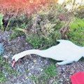 Mrtvi labudovi opet nađeni u kanalu Vizelj