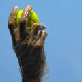 Skandal trese svet tenisa: Italijanu suspenzija od pet godina