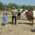 Izložba krava simentalske rase za kraj 20. Sajma poljoprivrede u Kragujevcu