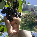 Marina iz Srbije posadila unosnu biljku i živi kao kraljica: "Rodila je dve tone već prve godine"