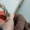 Otrovna zmija mu prošla preko noge dok je ležao u krevetu, sve zabeležio "Naježio sam se do kostiju"